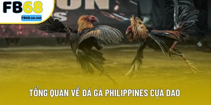 Tổng quan về đá gà Philippines cựa dao cho người mới