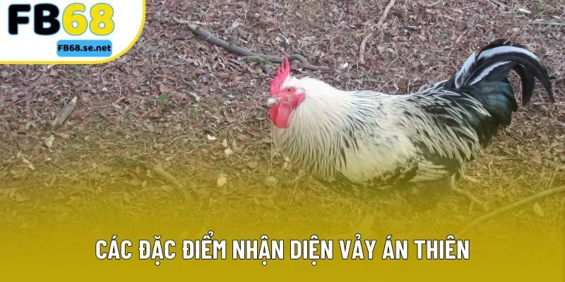 Các đặc điểm nhận diện vảy án thiên