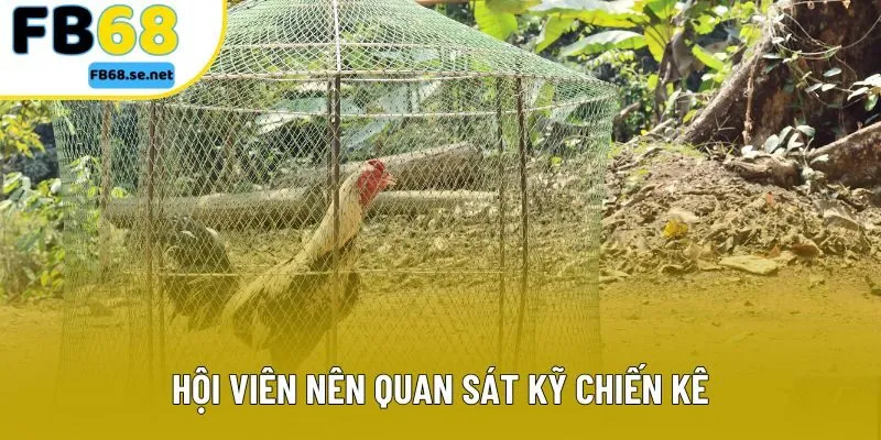 Hội viên nên quan sát kỹ chiến kê